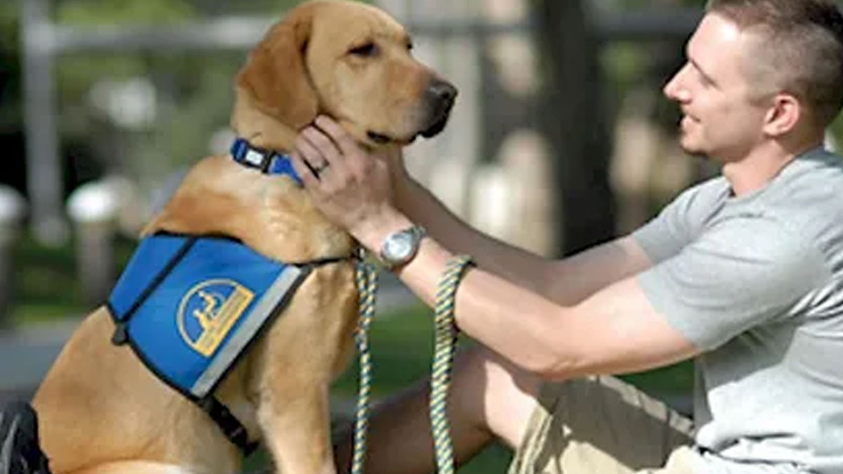 Benefits that animals have for War Veterans with PTSD (Post Trauma Stress Disorder)
